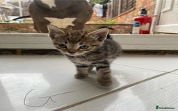 Mixed Breed cats for sale: AVAILABLE SECOND WEEK OF SEPTEMBER  - Image 8