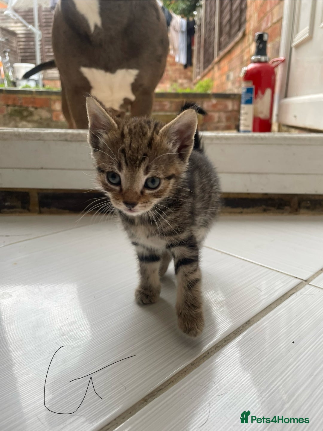 Mixed Breed cats for sale: AVAILABLE SECOND WEEK OF SEPTEMBER  - Image 8