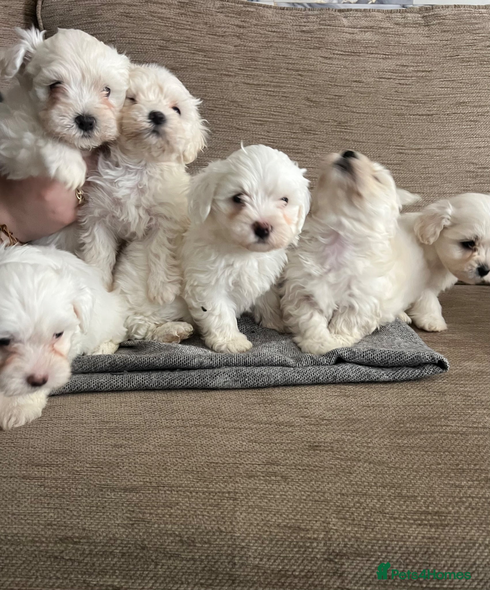 Maltese dogs Adorable Maltese puppies, ready now - Advert 10