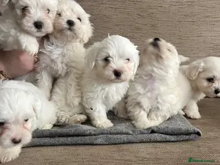 Maltese dogs Adorable Maltese puppies, ready now - Advert 1