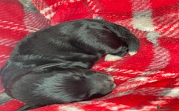 Shihpoo dogs for sale: 5 star rated Toy shihpoo puppies - Image 11