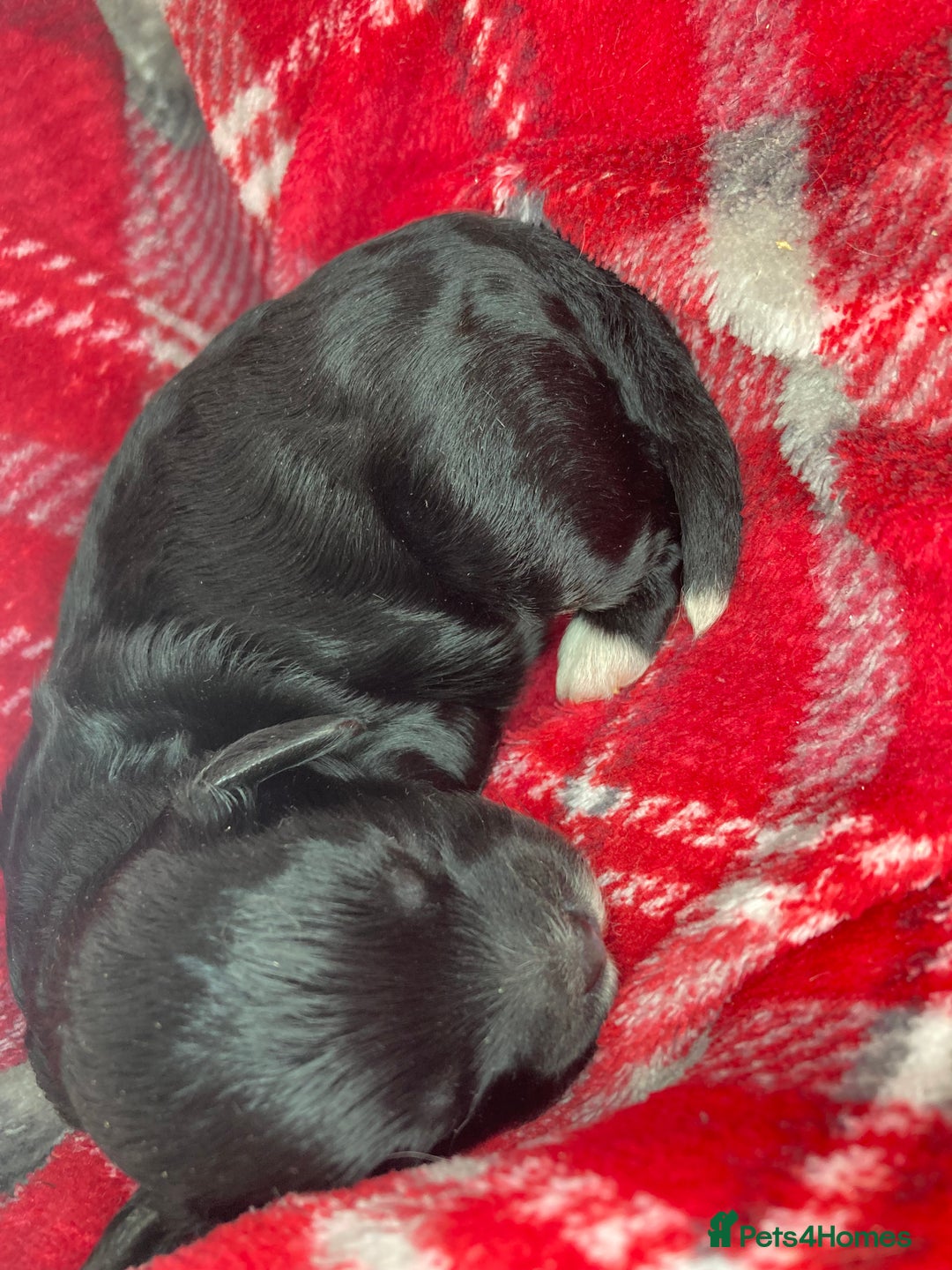 Shihpoo dogs for sale: 5 star rated Toy shihpoo puppies - Image 11
