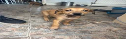 Lurcher dogs for sale: Lurcher puppy’s  in Houghton le Spring - Advert 4