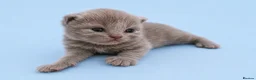 British Shorthair cats for sale: GCCF champion British shorthair kittens  - Advert 1