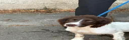 English Springer Spaniel dogs for sale: Springer spanial dog - Advert 1