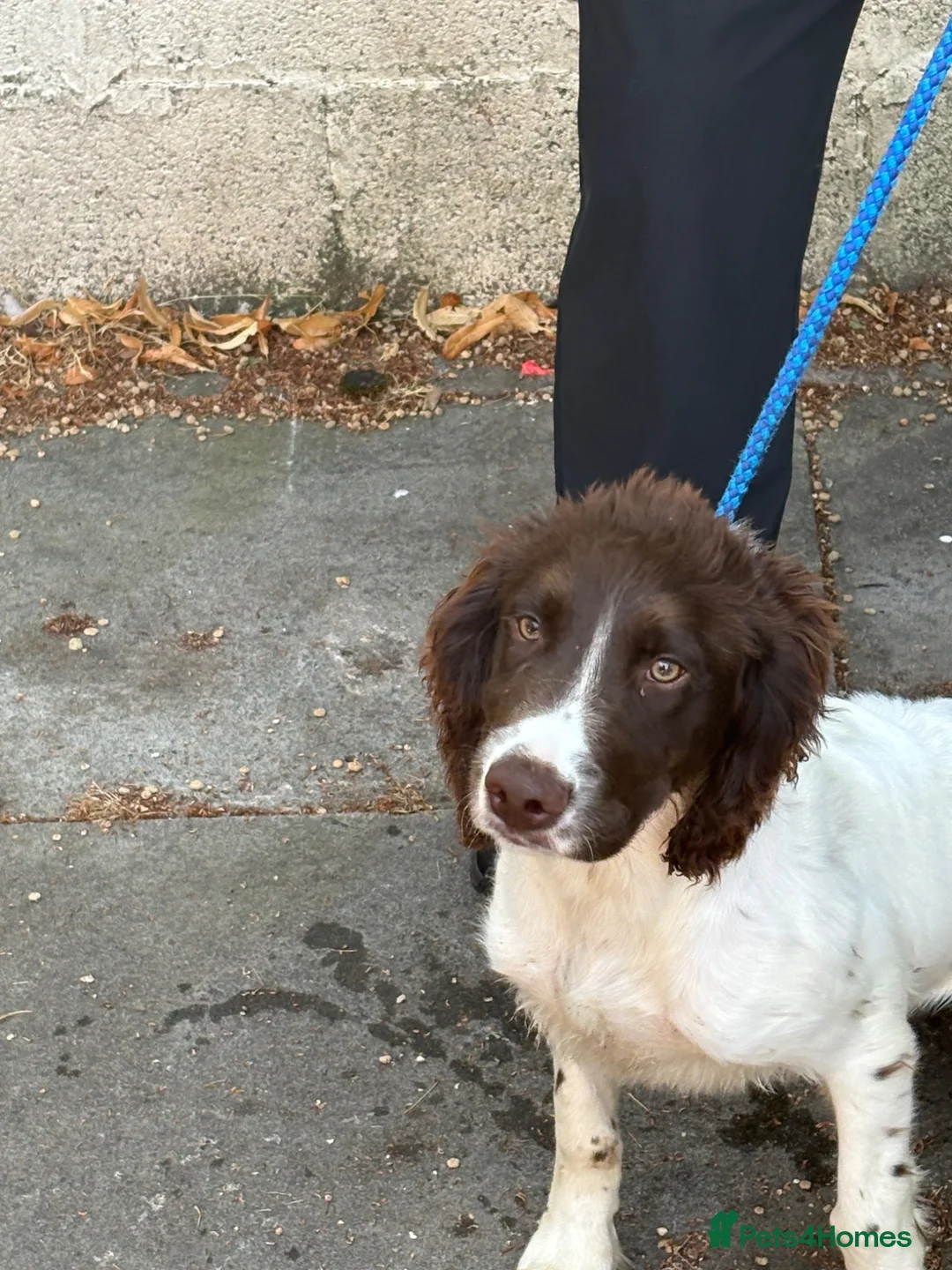 English Springer Spaniel dogs for sale: Springer spanial dog - Advert 1
