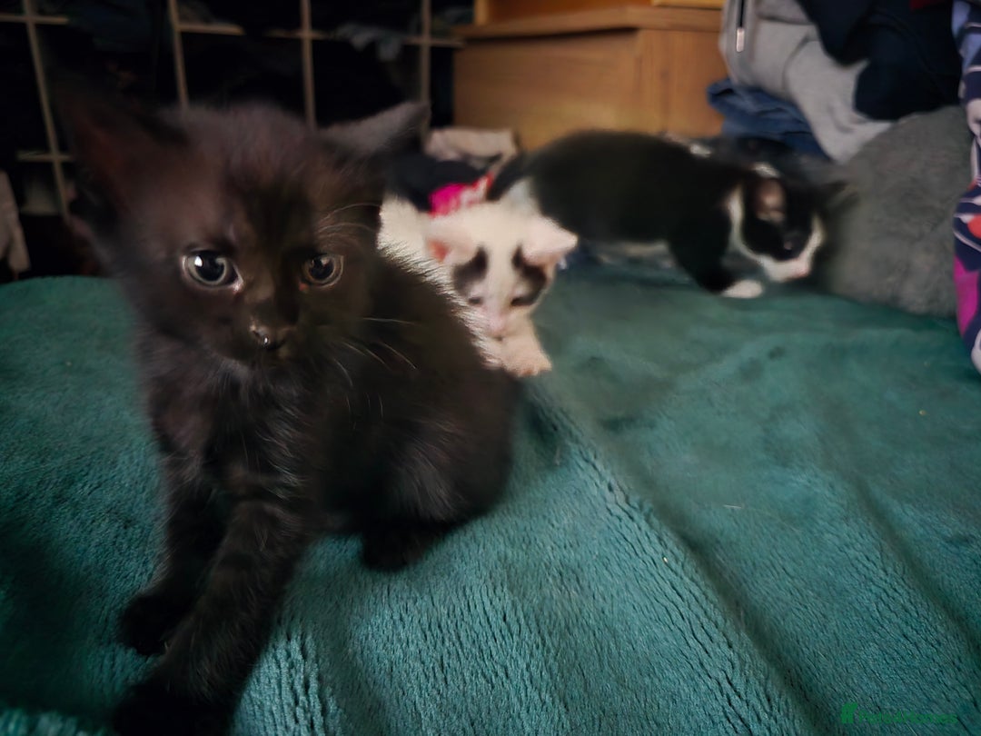 British Shorthair cats for sale: 1 boy, 2 girls for sale £50 each - Image 6