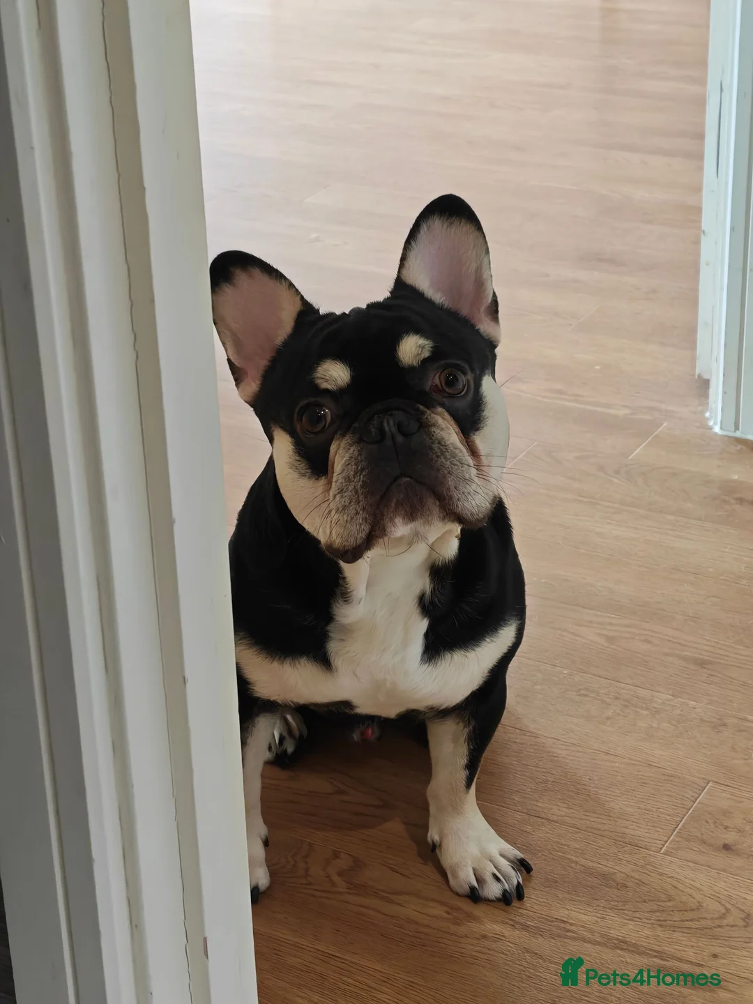 French Bulldog dogs for sale: Lovely French Bulldog in Bromley - Advert 2