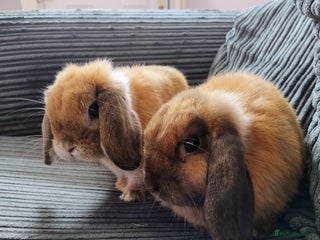 English rabbits bunnies for sale - Advert 2