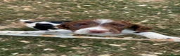 English Springer Spaniel dogs for sale: READY FOR THEIR NEW HOMES!! KC registered - Advert 14