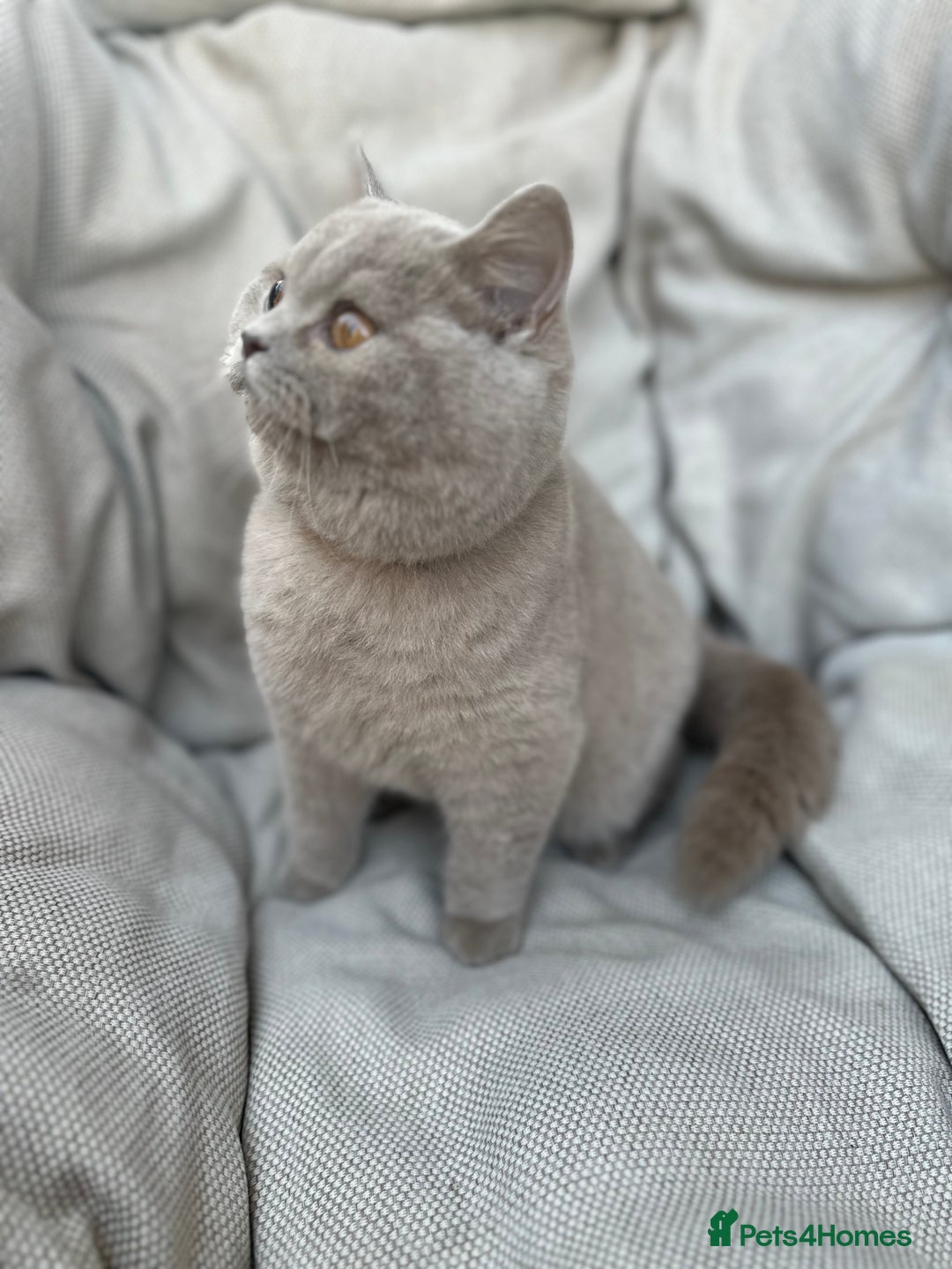 British Shorthair cats for sale: Ready British Shorthair Chunky Kittens - Advert 33