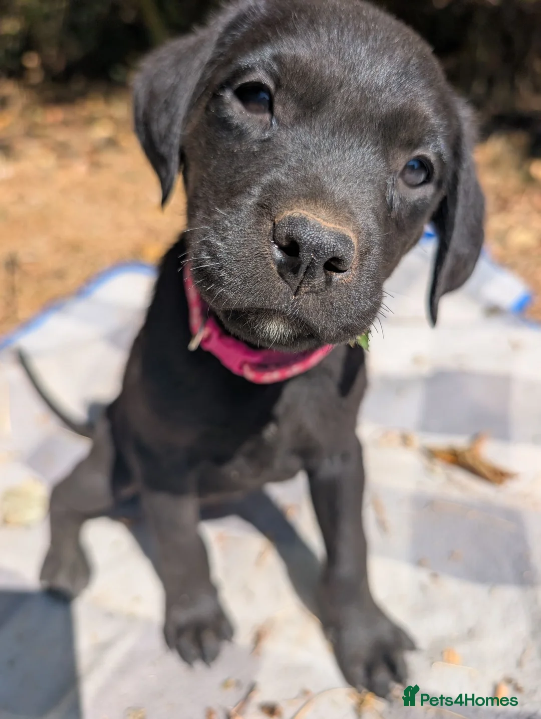 Mixed Breed dogs for sale: Beautiful Lab x rotty pups  in Exeter - Advert 26