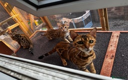 Bengal cats for sale: 2 Bengal boys for sale - Image 4