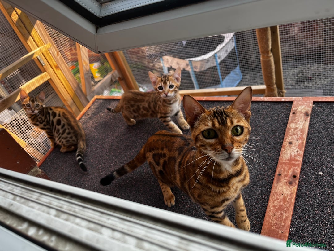 Bengal cats for sale: 2 Bengal boys for sale - Image 4