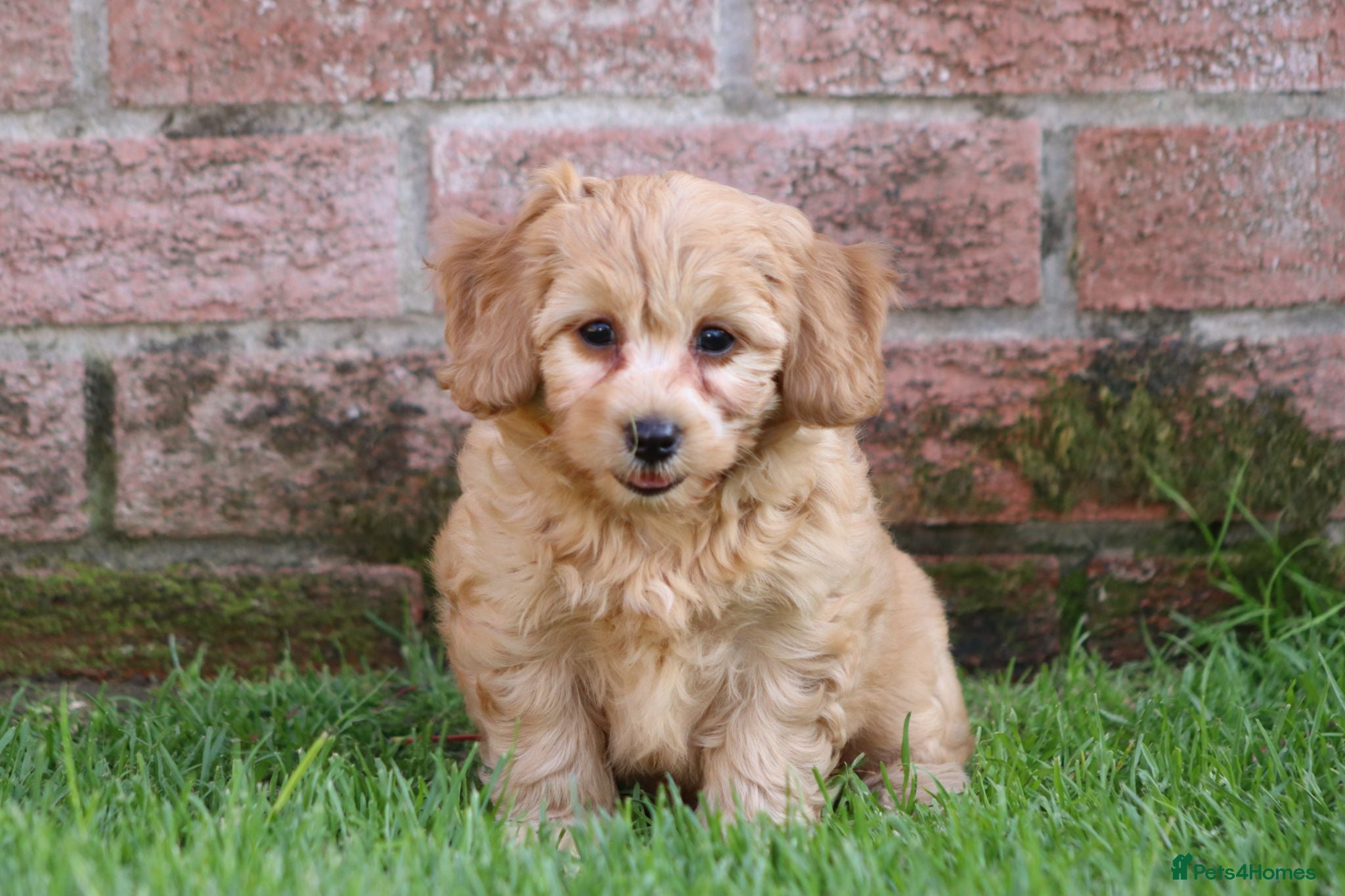Cavapoochon dogs CAVAPOOCHON PUPPIES FOR SALE - Advert 1
