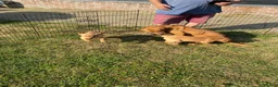 Labrador Retriever dogs for sale: Labrador puppies for sale - Advert 7