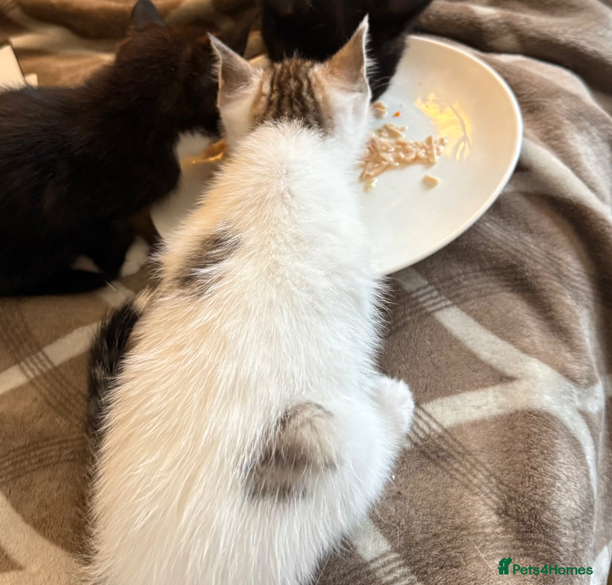 Mixed Breed cats for sale: 1 x boy, 2 x girl - Advert 3