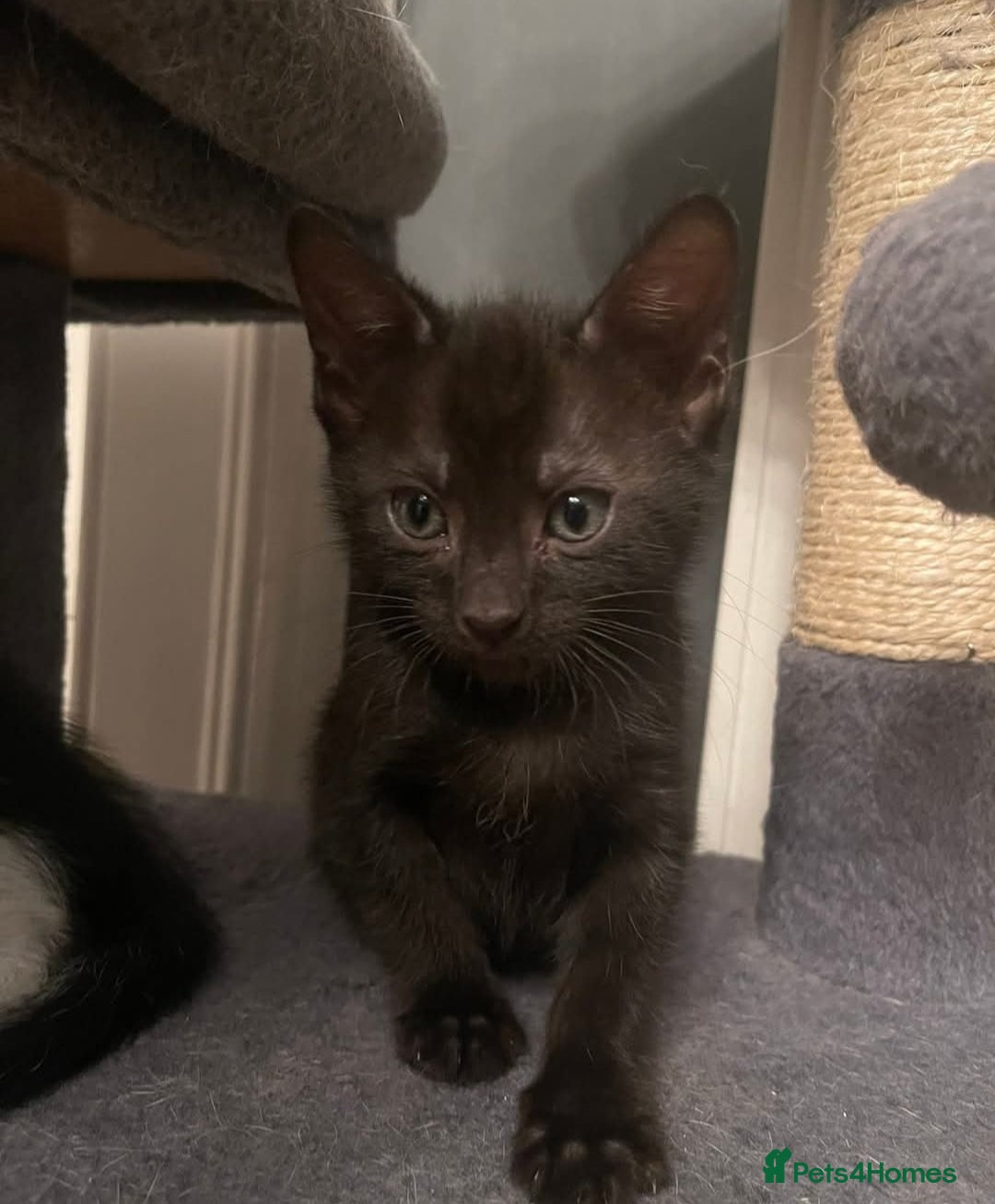 Mixed Breed cats for sale: 2 beautiful kittens available  in Halstead - Image 3