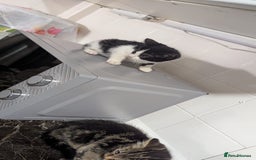 European cats for sale: Female kittens  - Image 3