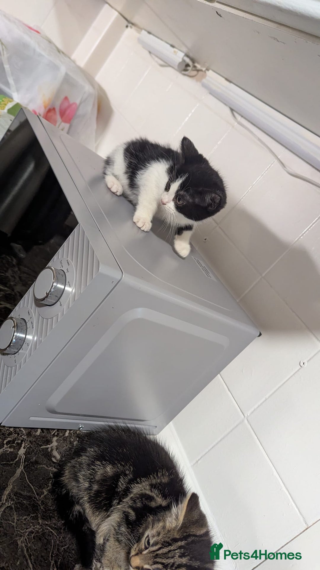 European cats for sale: Female kittens  - Image 3