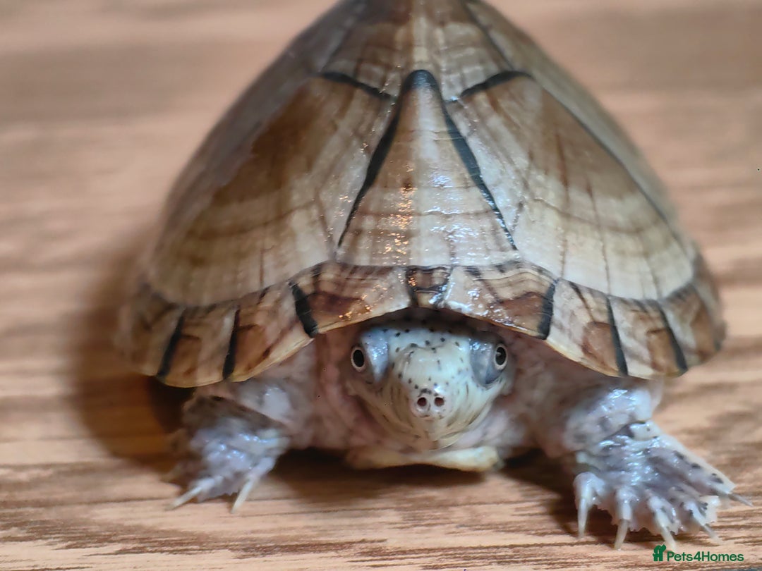 Turtle reptiles for sale: Razorback Musk Turtle, Free 4 bags 40g turtle food - Image 4