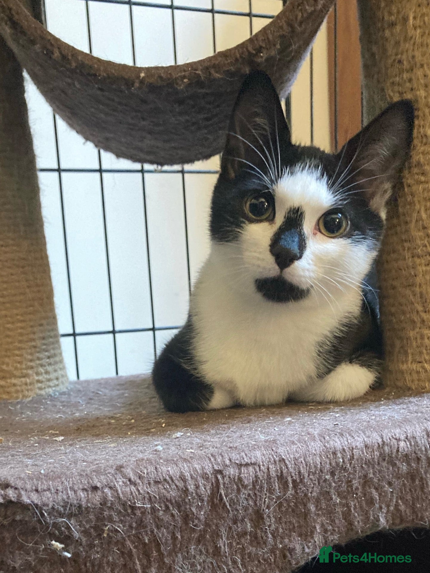 Mixed Breed cats for adoption: Rescue kittens needing forever home - Advert 2