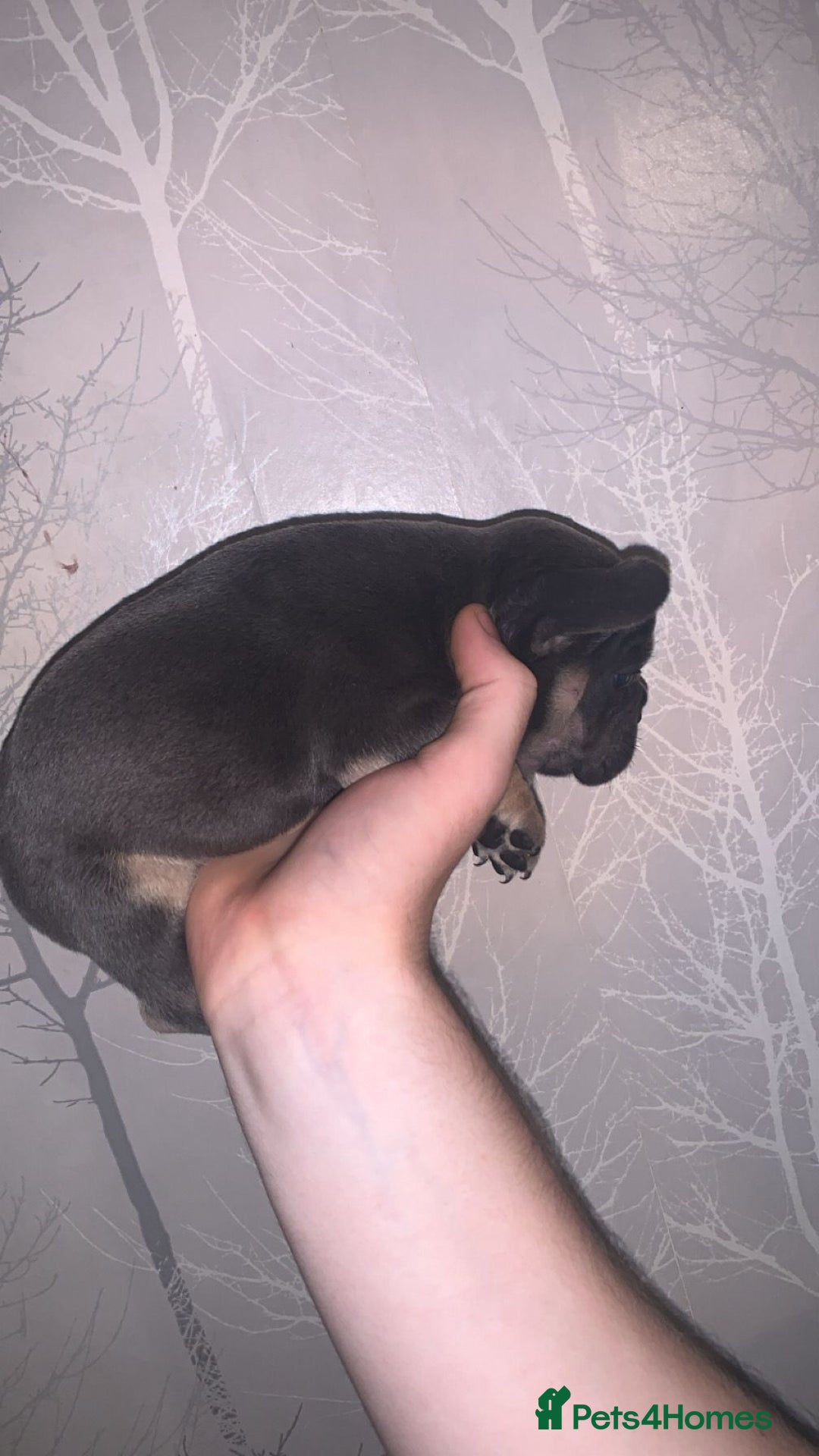 French Bulldog dogs for sale: French bulldog pups  - Image 3