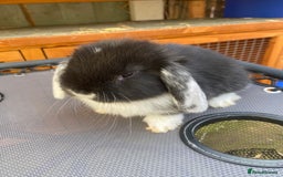 French Lop rabbits for sale: Giant French lop rabbits for sale  - Image 15