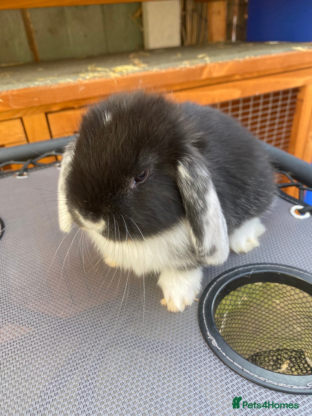 French Lop rabbits for sale: Giant French lop rabbits for sale  - Image 15