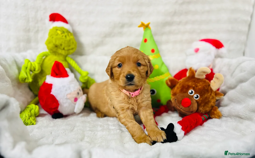 Golden Retriever dogs for stud: Hip & elbow scored health tested proven stud boy  in Barnsley - Advert 20