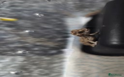 Gecko reptiles for sale: Viper geckos for sale  - Image 1