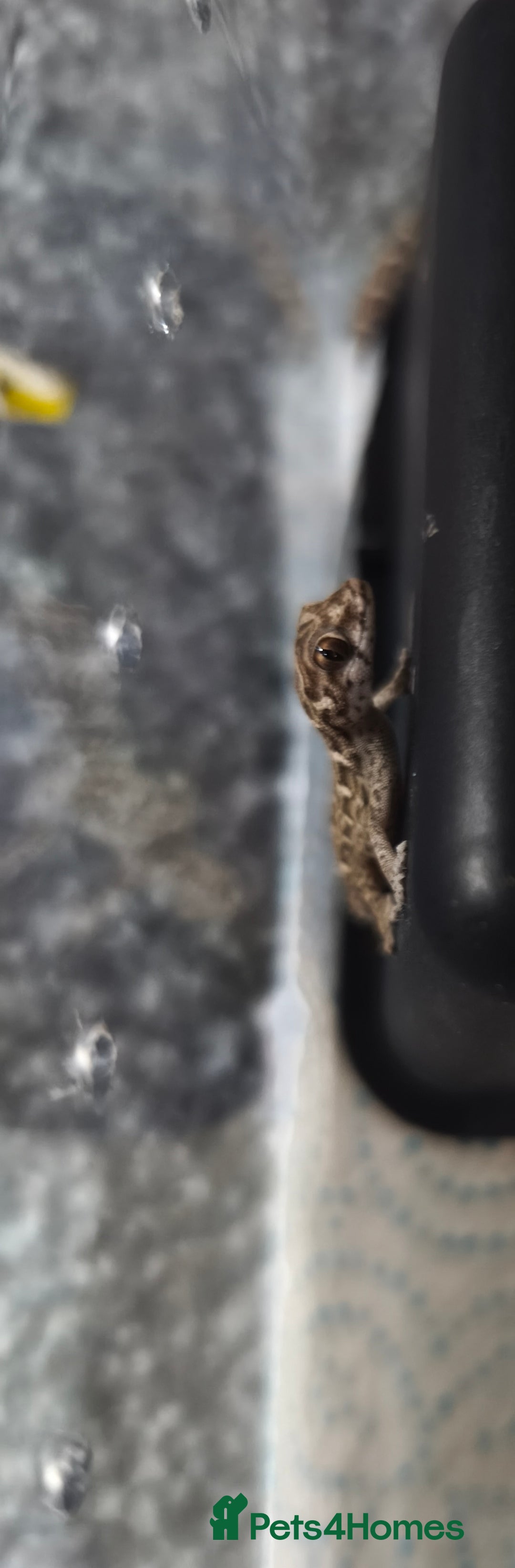 Gecko reptiles for sale: Viper geckos for sale  - Image 1