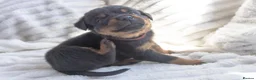 Rottweiler dogs for sale: Full KC Pedigree Rottweilers - Advert 8