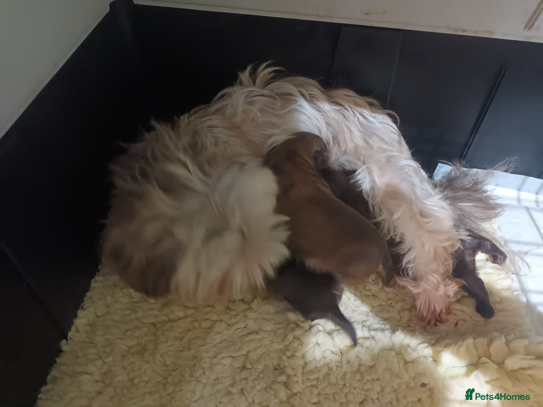 Shih Tzu dogs for sale: imperial shih tzu pups  - Advert 8