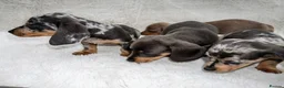 Dachshund dogs for sale: Dachshund Puppies  in Guildford - Advert 15