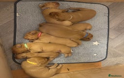 Labrador Retriever dogs for sale: Fox Red Labradors pups looking for forever homes. - Image 4