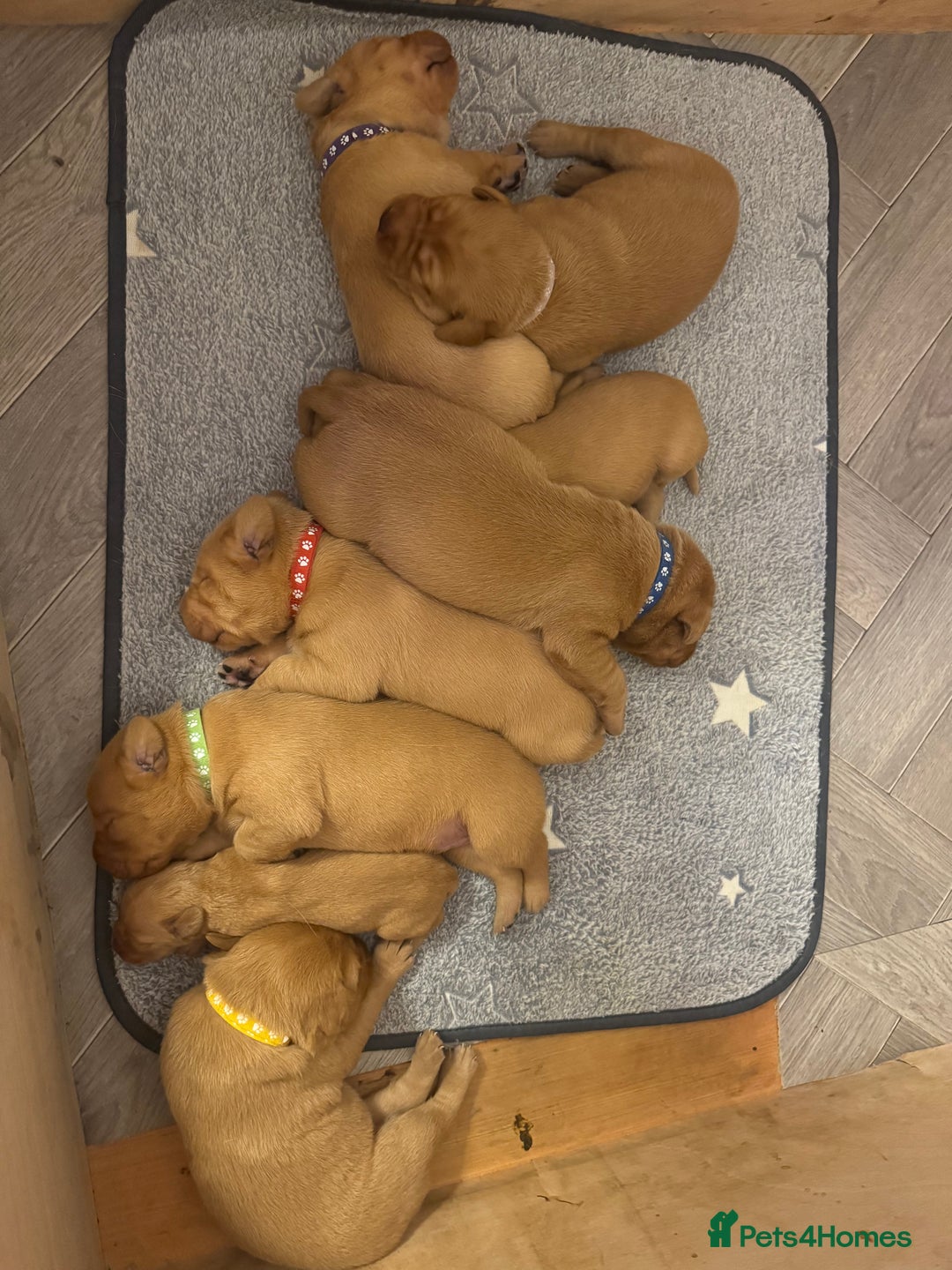 Labrador Retriever dogs for sale: Fox Red Labradors pups looking for forever homes. - Image 4