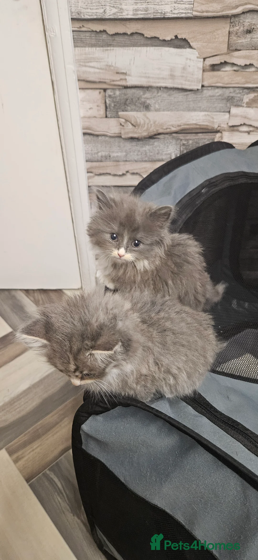 Mixed Breed cats for sale: Munchkin Kittens ready for their forever home - Advert 3