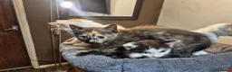 Mixed Breed cats for sale: 5 Gorgeous kittens for sale in Bedford - Advert 5