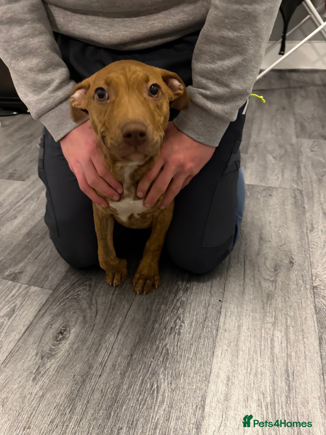 Staffordshire Bull Terrier dogs for sale: Female staff puppy - Advert 23