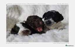 Cockapoo dogs for sale: F1b Toy Cockapoos.Roan & Chocolate.Health Tested. - Image 4