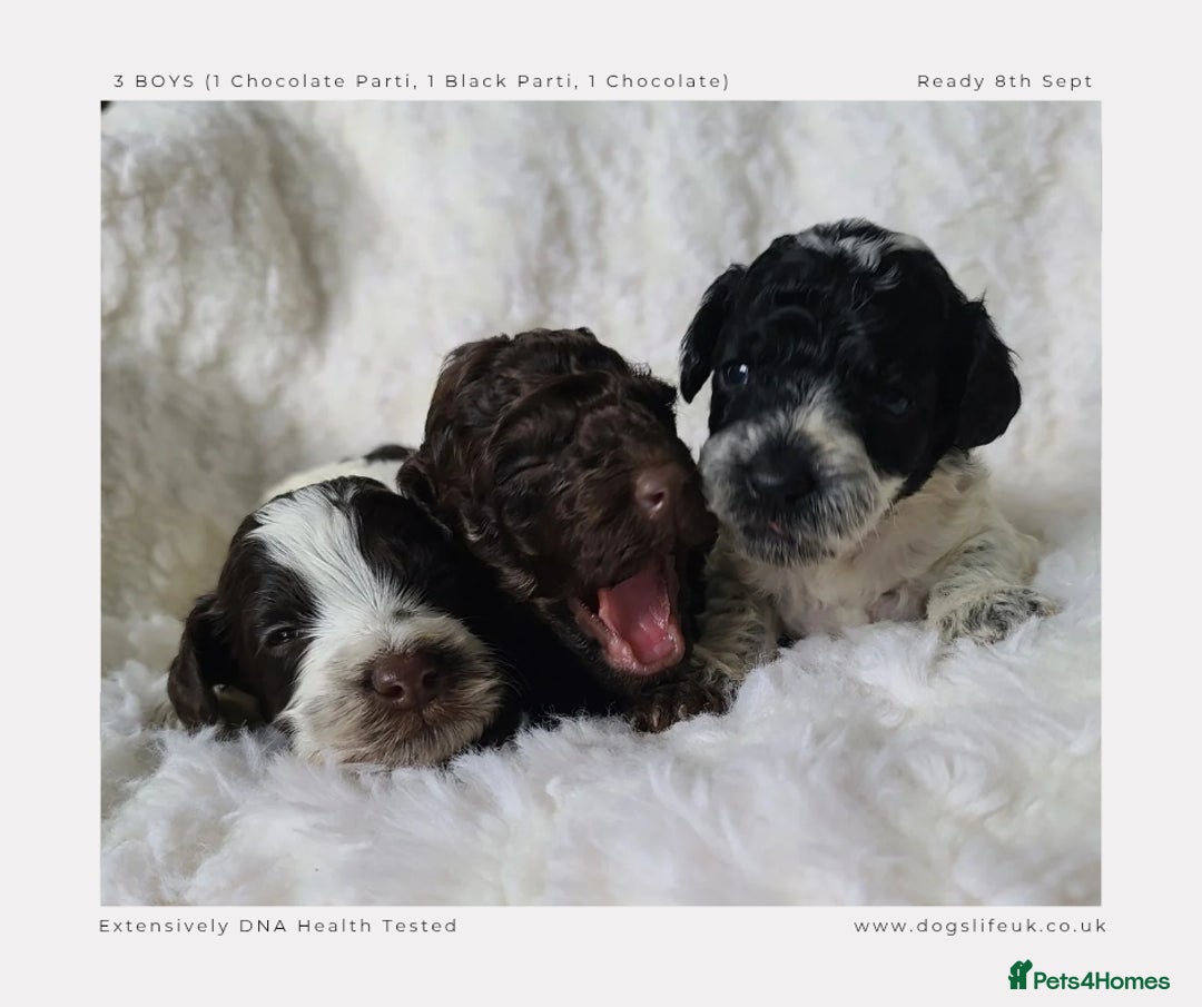 Cockapoo dogs for sale: F1b Toy Cockapoos.Roan & Chocolate.Health Tested. - Image 4