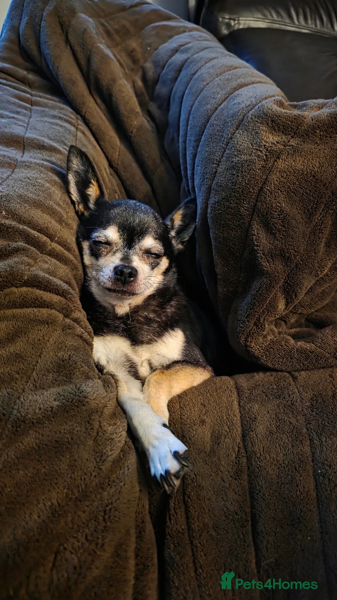 Chihuahua dogs for sale: Grandad and granddaughter Chihuahuas  - Advert 2