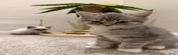 British Shorthair cats for sale: Adorable british shorthair x ragamuffin kittens - Advert 1