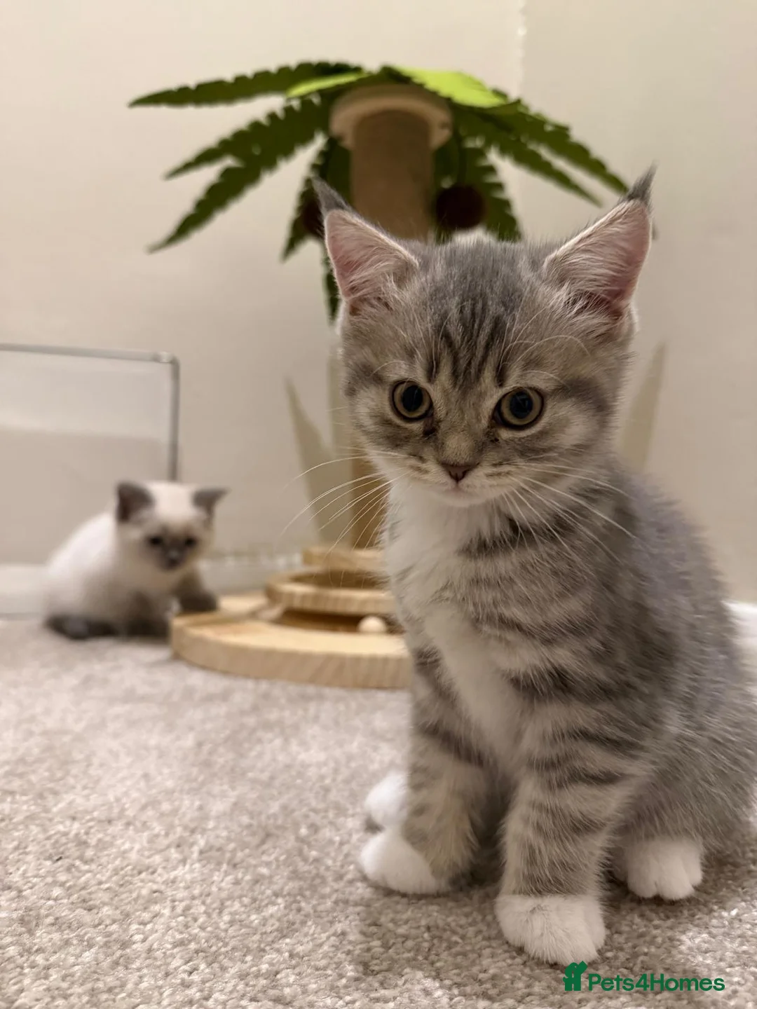 British Shorthair cats for sale: Adorable british shorthair x ragamuffin kittens - Advert 1