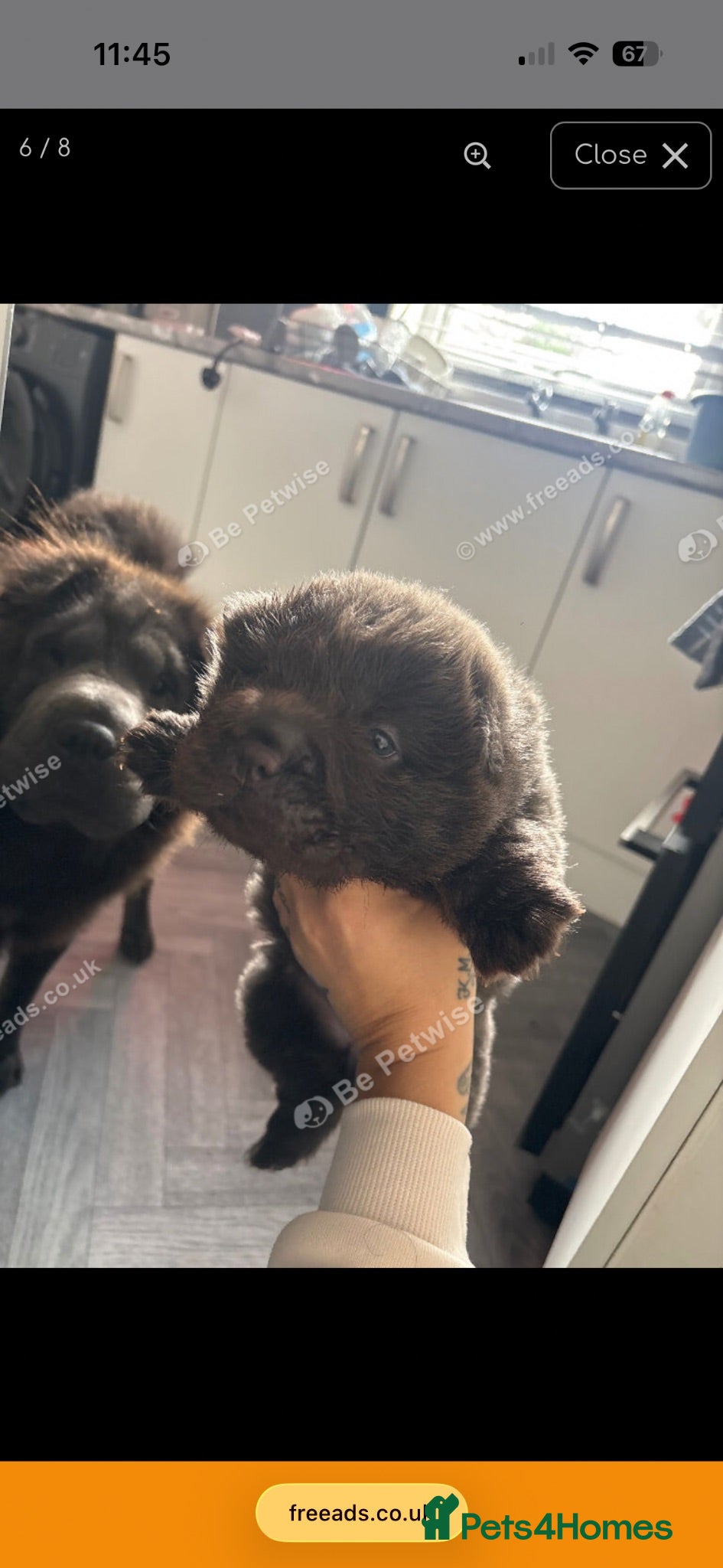 Shar Pei dogs Blue bear shar pei  - Advert 1