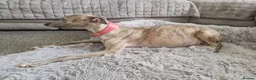 Whippet dogs for sale: Beautiful whippet puppies looking for new home in Swindon - Advert 2