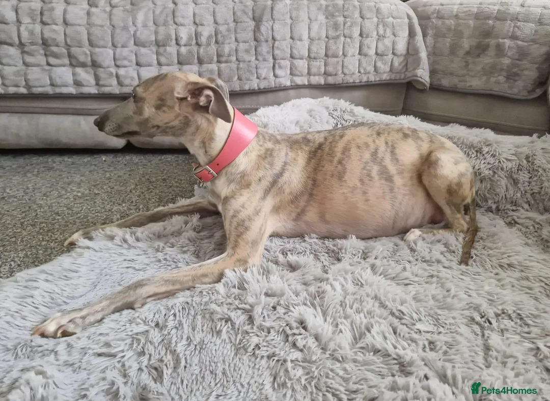 Whippet dogs for sale: Beautiful whippet puppies looking for new home in Swindon - Advert 2