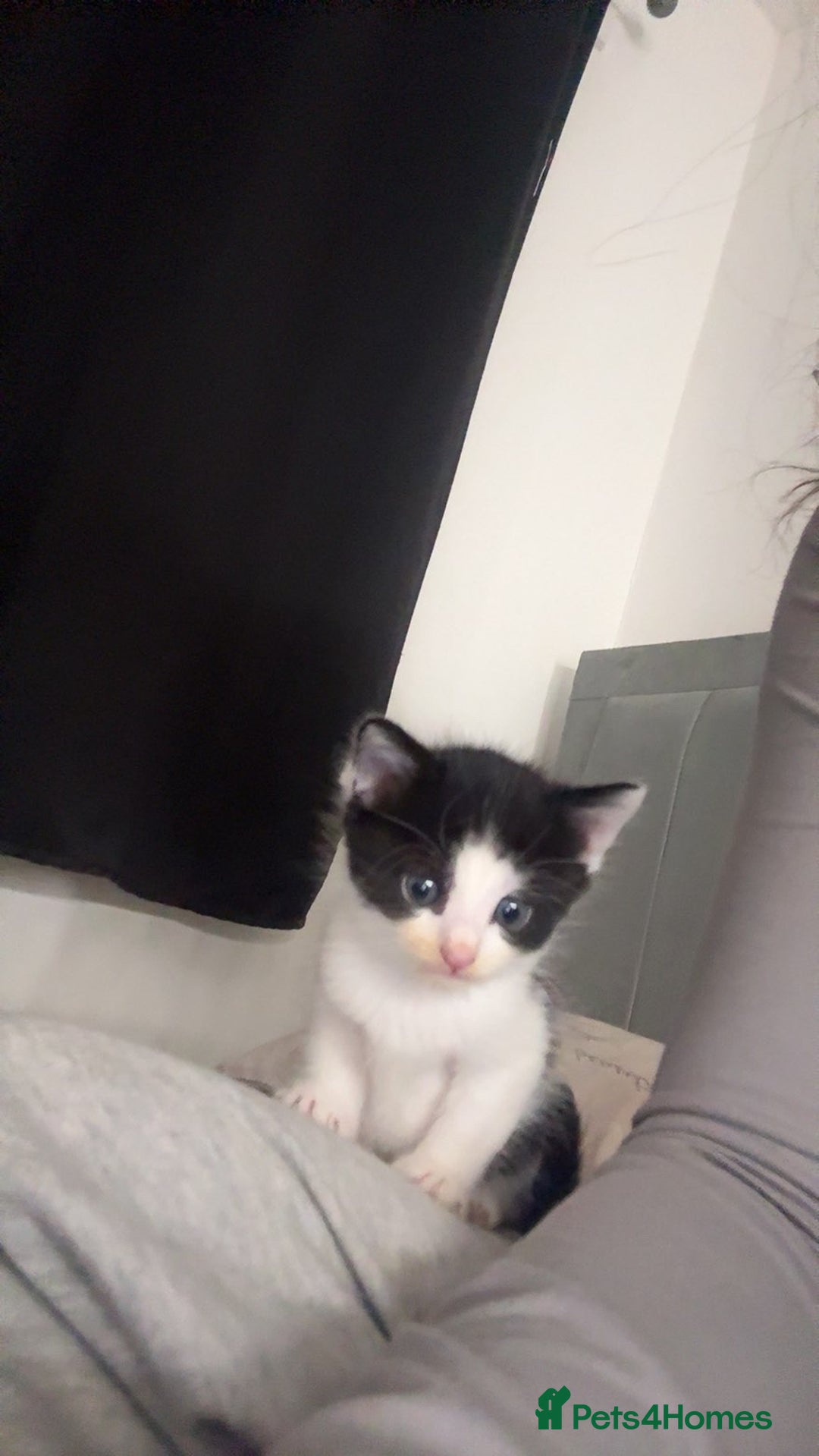 Mixed Breed cats for sale: Fluffy kittens - Image 12