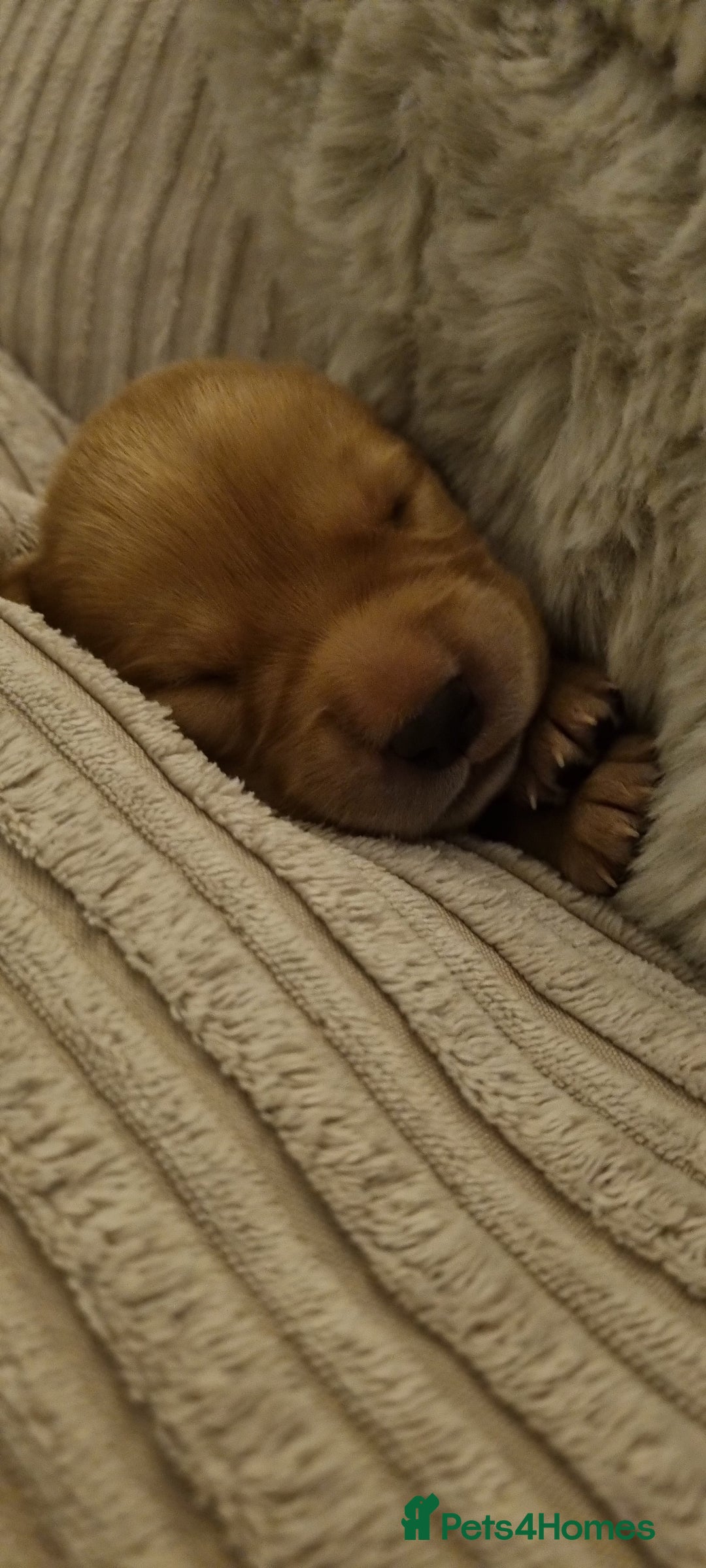 Labrador Retriever dogs for sale: Labrador puppies - Advert 20